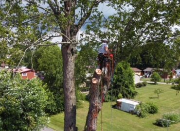 Top-Rated Tree Service in Kannapolis, NC
