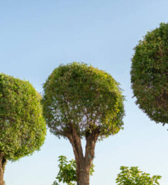 RTR Tree Service
