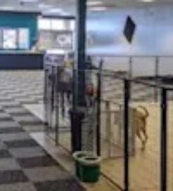 The K9 Expert