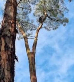 Next Step Tree Removals
