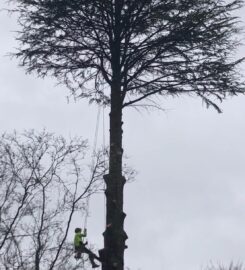 Next Step Tree Removals