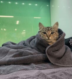 Urgent Vet