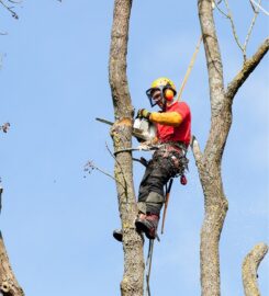 Next Step Tree Removals