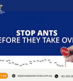 Wipeout Pest Services – Gold Coast Pest Control Experts in Surf &hellip;