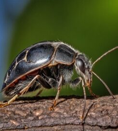 Fanatic Pest Control