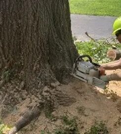 Mathias Precision Tree Service