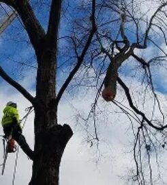 Mathias Precision Tree Service