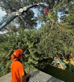 My Florida Tree Guys