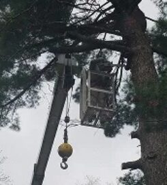 Mathias Precision Tree Service