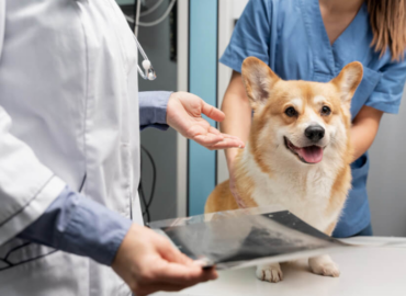 Hot Springs Animal Hospital