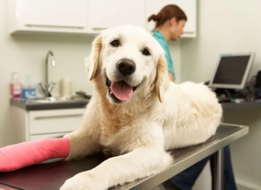 Hot Springs Animal Hospital