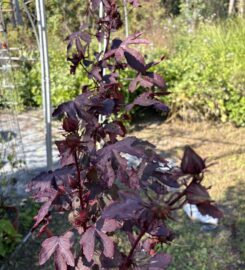 Cranberry Hibiscus Cuttings