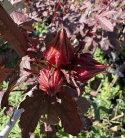 Cranberry Hibiscus Cuttings