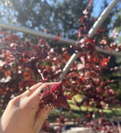 Cranberry Hibiscus Cuttings