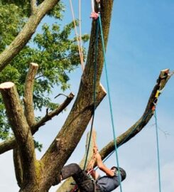 Roots Up Tree Company