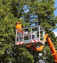 Roots Up Tree Company