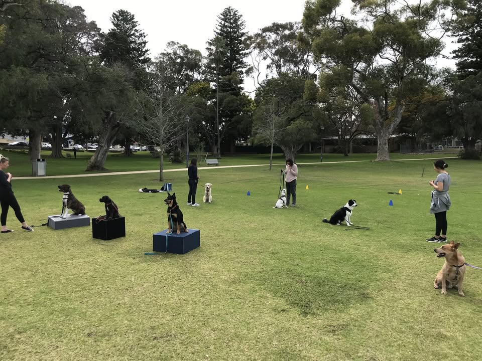 Agile Dogs