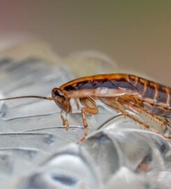 Shawnee Pest Control