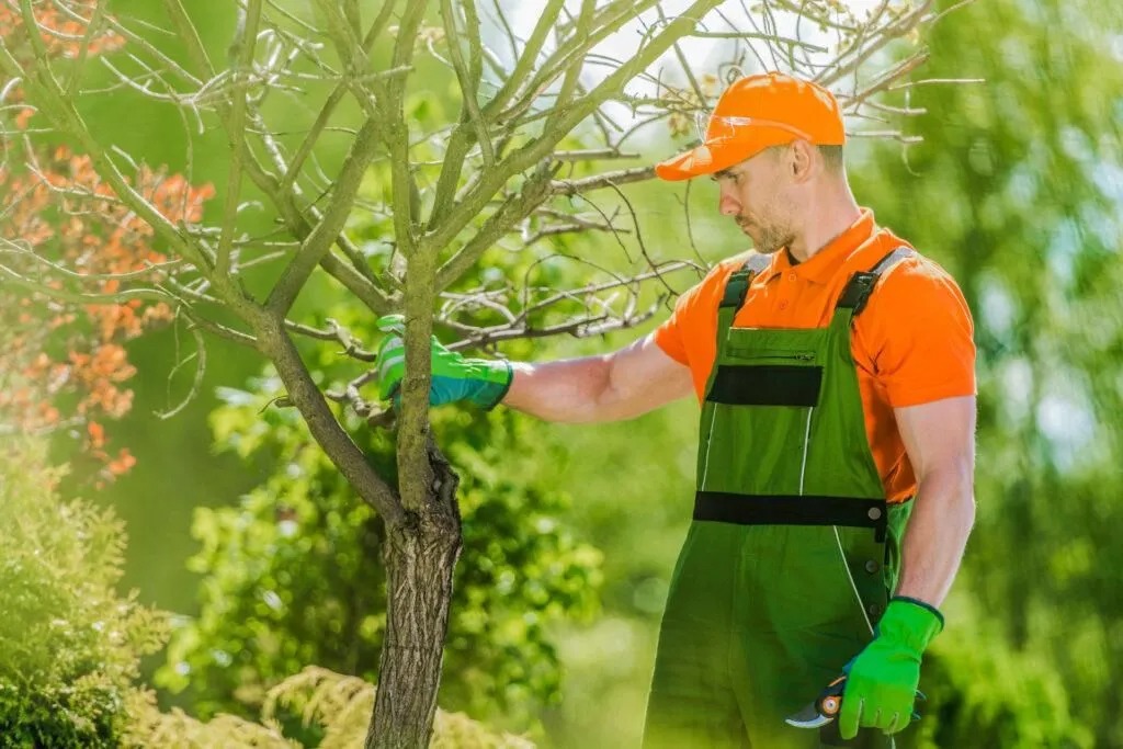 GreenLeaf Tree Surgeons