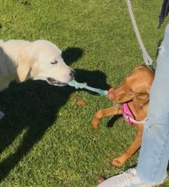 Agile Dogs