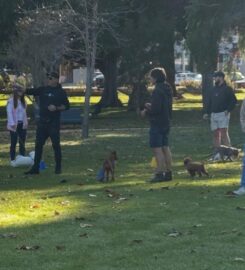 Agile Dogs