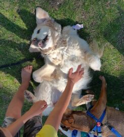 Agile Dogs