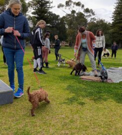 Agile Dogs