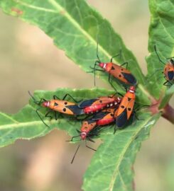 Shawnee Pest Control