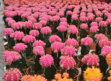 Michigan West Shore Nursery