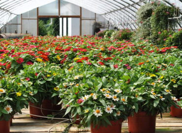 Michigan West Shore Nursery