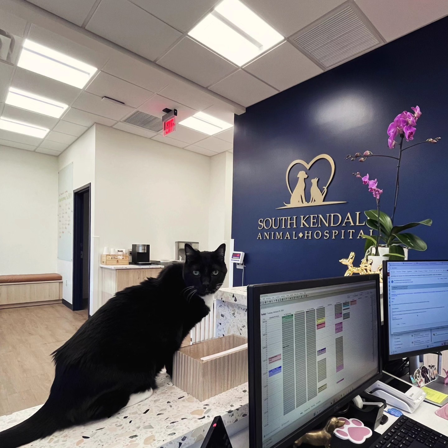 South Kendall Animal Hospital
