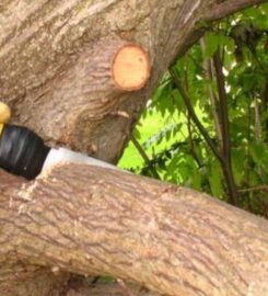Elk Grove Tree Pros