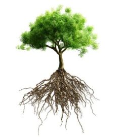 Elk Grove Tree Pros