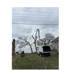 Premier Tree & Landscaping