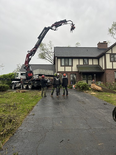 Holtslander And Sons Tree Service