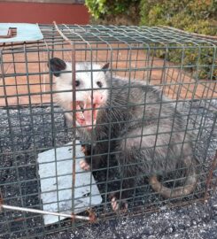 Elite Inspections & Pest Solutions