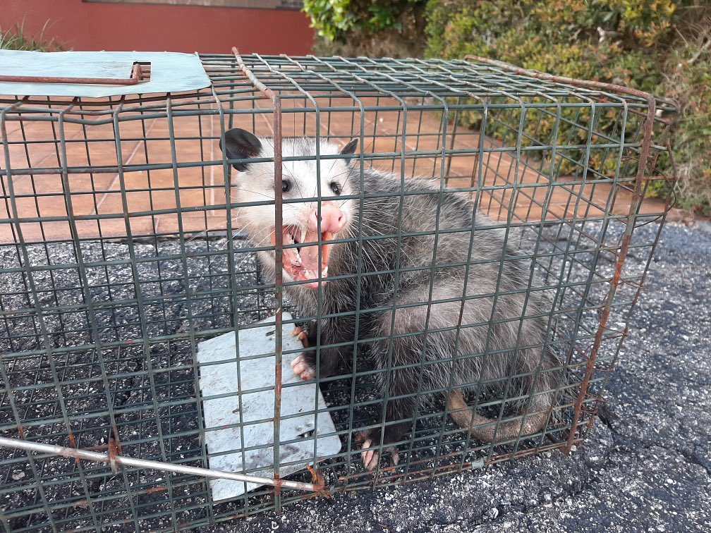 Elite Inspections & Pest Solutions