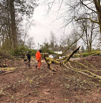 Staleys Tree Solutions LTD