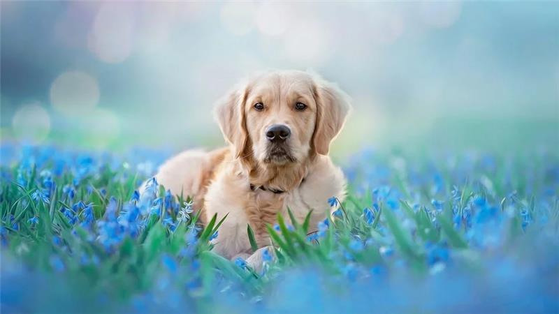 Online Pet Pharmacy in Canada