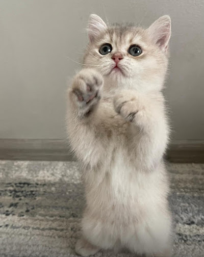 Little Fluffy Kitten