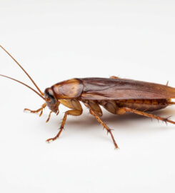 Elite Inspections & Pest Solutions