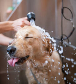 The Pet Parlor Buffalo LLC