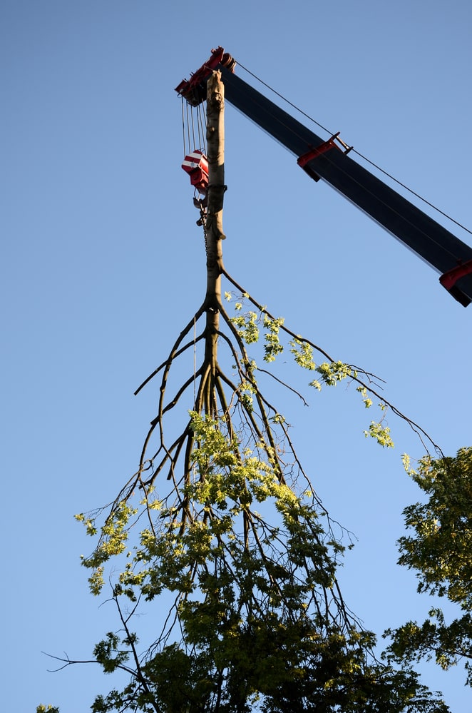 El Dorado Hills Tree Service