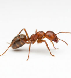 Elite Inspections & Pest Solutions
