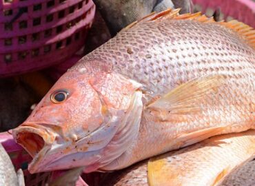 Tightlines Saltwater Fishing Charters, LLC