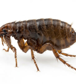 Elite Inspections & Pest Solutions