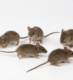 Elite Inspections & Pest Solutions