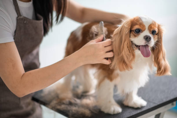 The Pet Parlor Buffalo LLC
