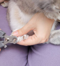 The Pet Parlor Buffalo LLC
