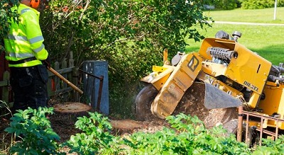 Stump Grinding Spring Hill